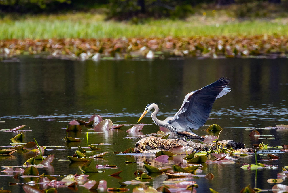 Habitat Conservation